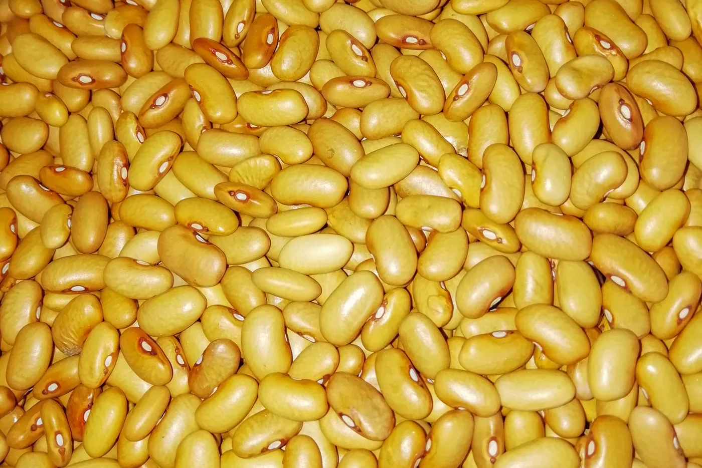 Couves com Feijão Amarelo: ETG
