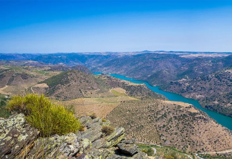 Aplicação de Políticas de Desenvolvimento Rural na Região Douro Verde e Estudo de Caso