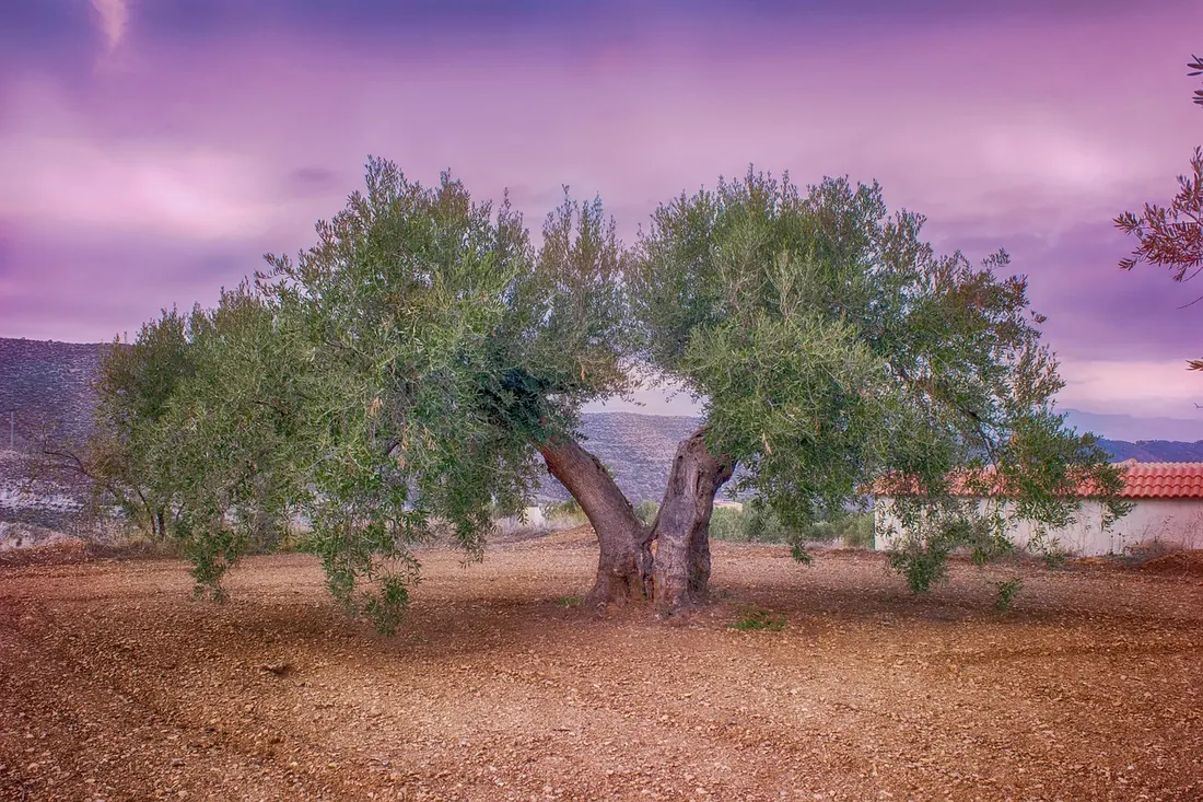 DOURO: Olive Oil Experiences