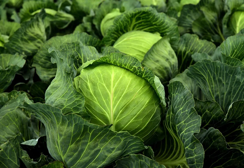 Hortícolas da Póvoa