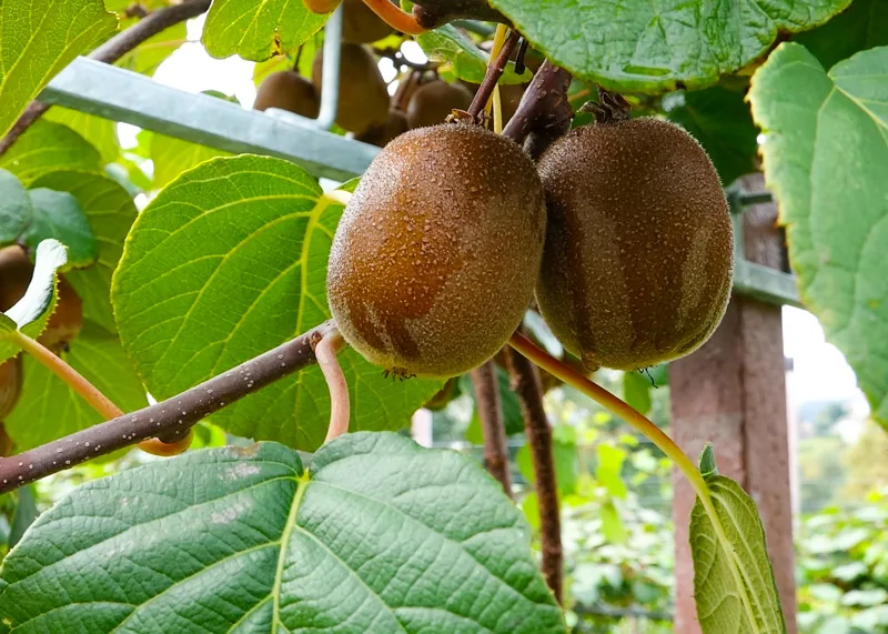 Kiwis de Portugal