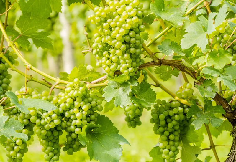 Modelos Técnico-Económicos Vitícolas na Região dos Vinhos Verdes