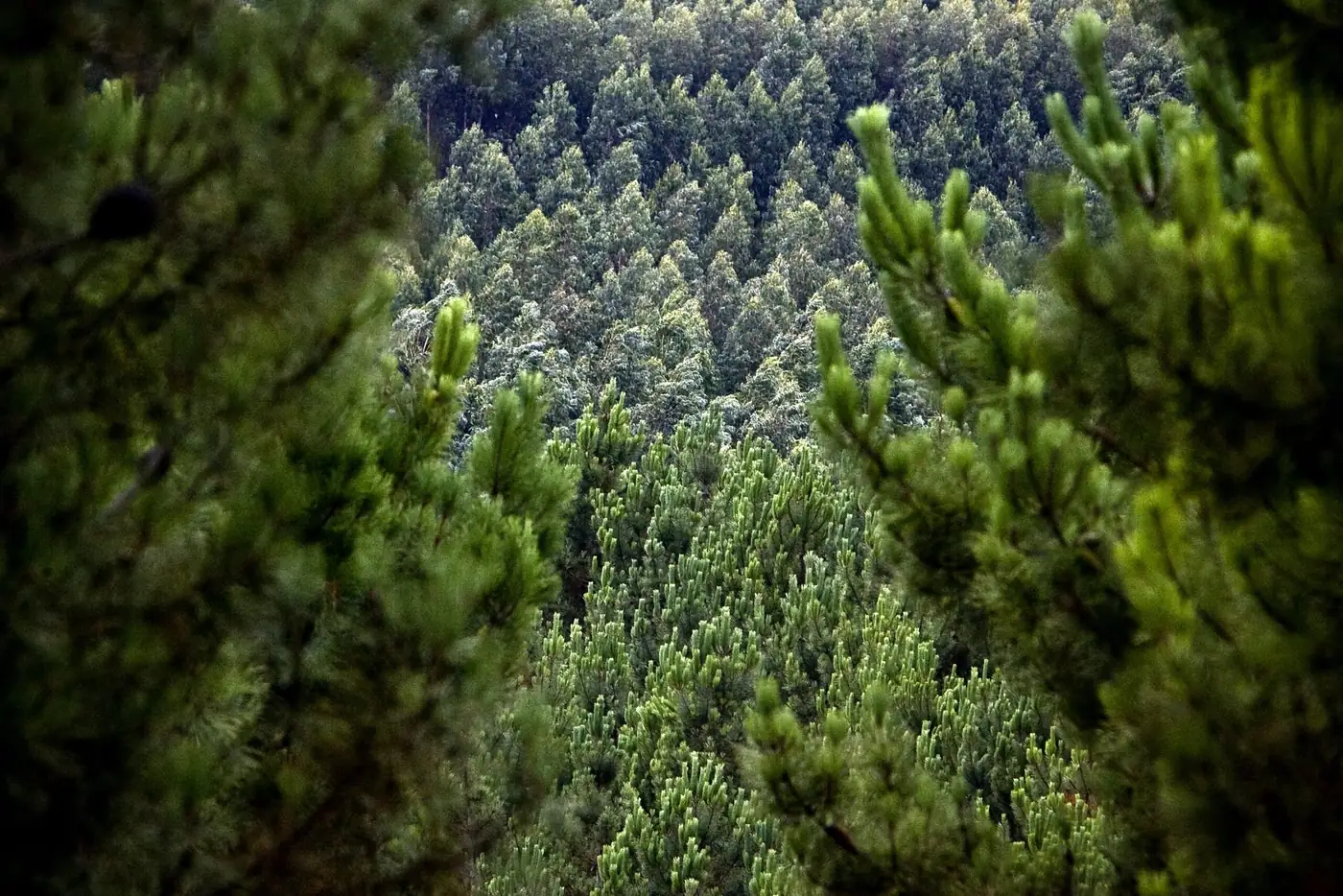 Plano Piloto para Gestão de Paisagem em Mosaicos