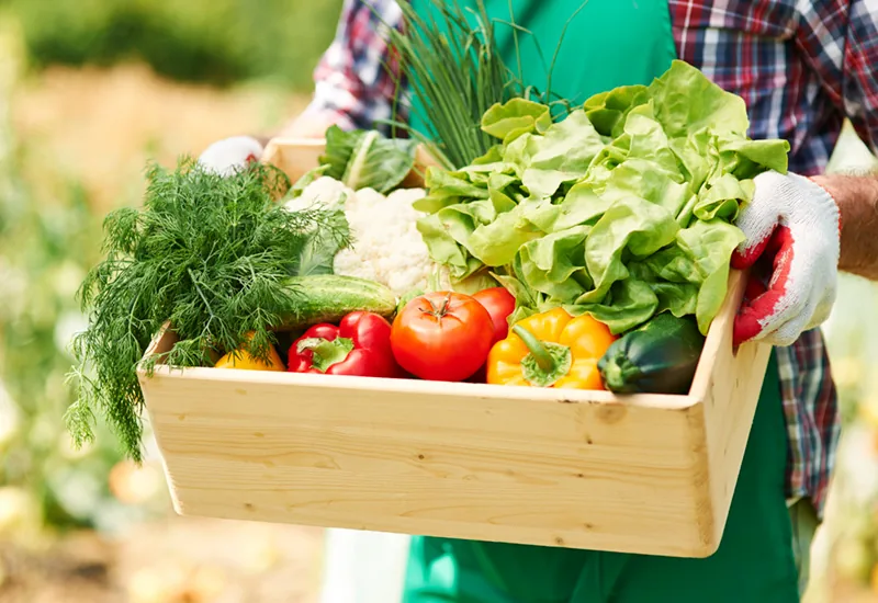 Sistemas Alimentares Sustentáveis