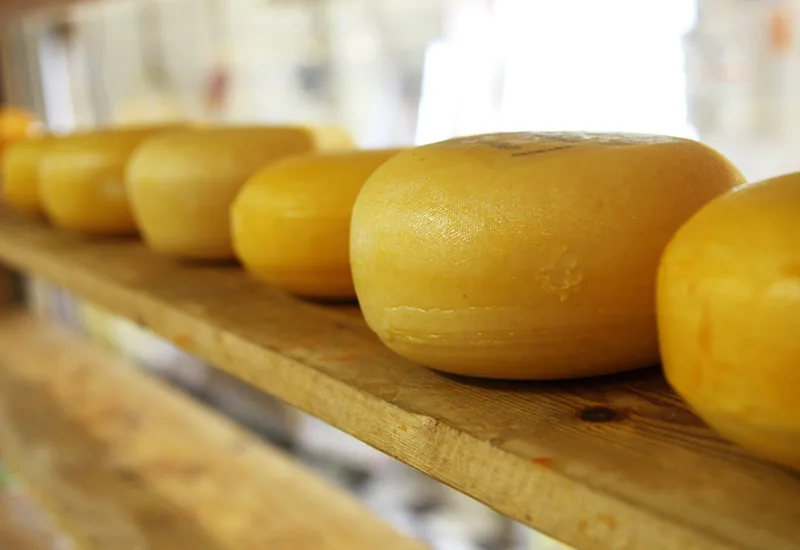 Programa de Valorização da Fileira do Queijo DOP da Região Centro