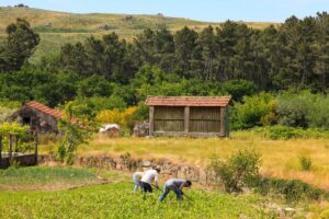 PAISACTIVO – Paisagens Corta-Fogos: Ativação das Zonas Rurais