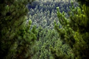 Plano Piloto para Gestão de Paisagem em Mosaicos